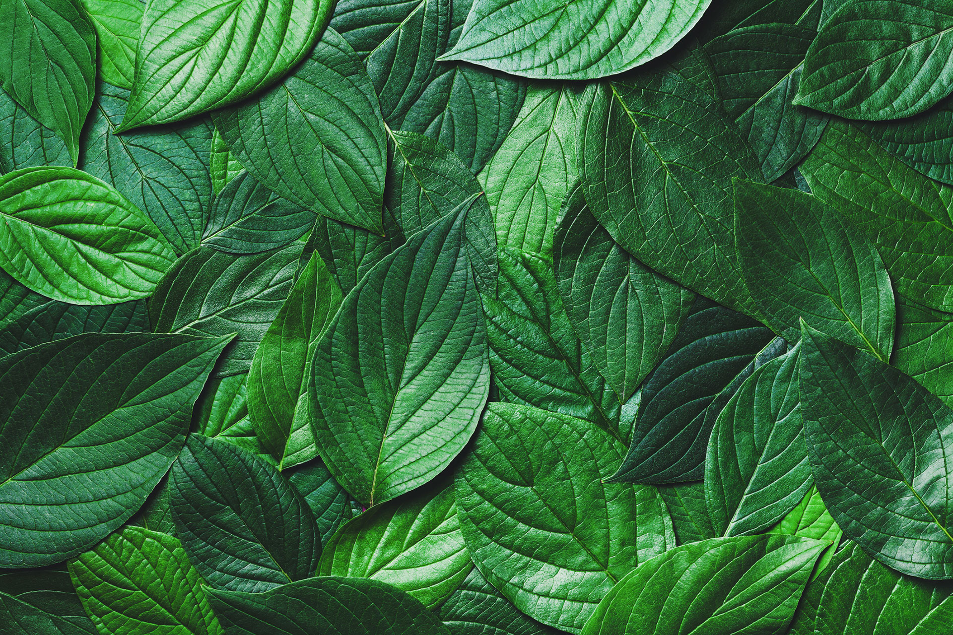 background of green leaves