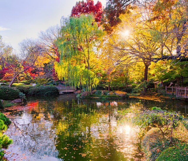 pond with walking path and wooden bridges surrounded by very colorful trees
